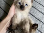 Сиамский котёнок объявление продам