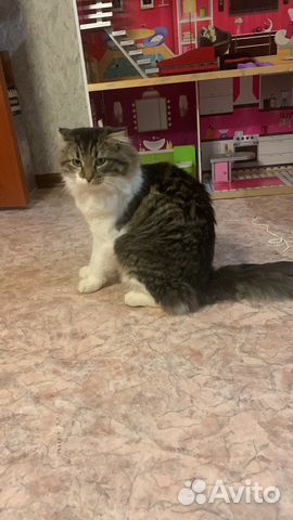 Кот в добрые руки