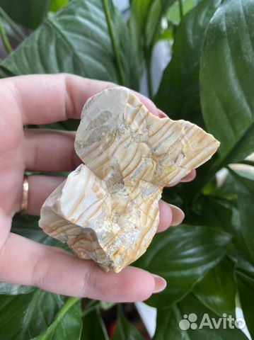 Окаменелое дерево хвойной породы