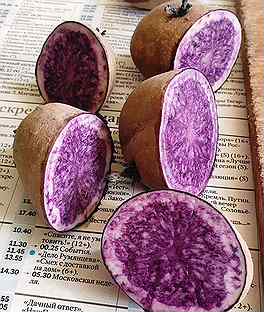 Картофель фиолетовый из Швеции, 10 клубней
