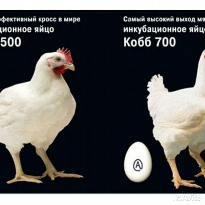 Кобб или росс. Бройлер Кобб 700 АРБОР. Бройлер Кобб 500. Циплята кобб700. Бройлер Кобб-500 характеристика.
