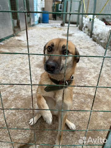 Собака в добрые руки, ласковый мальчик