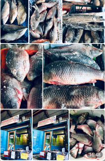 Рыба свежая и свежемороженая сырок