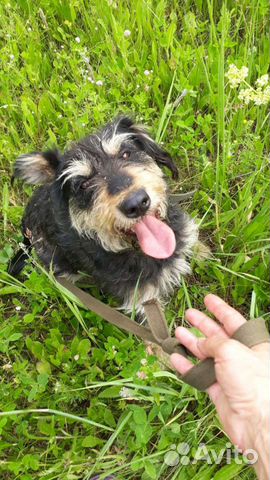 Веселая кудрявая собака в добрые руки