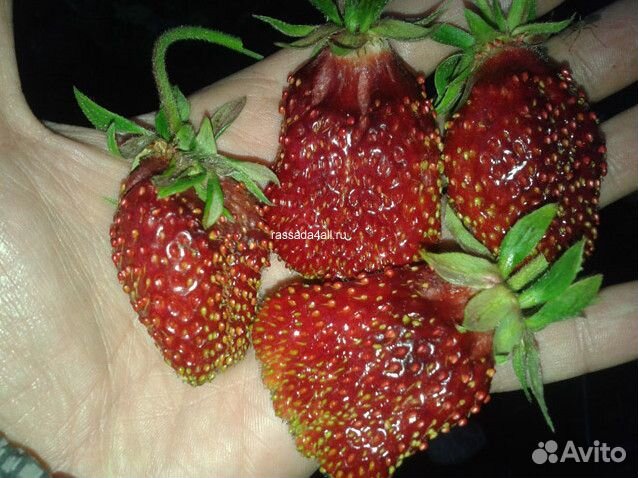 Земклуника Купчиха