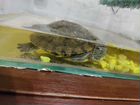 Черепаха с аквариумом (бесплатно) объявление продам