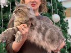 Кот на вязку мейн-кун объявление продам