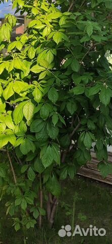 Элеутерококк (Женьшень )