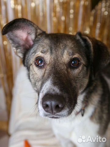 Собака в добрые руки отдам бесплатно