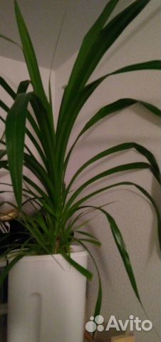 Комнатные цветы