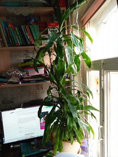 Пальма юкка(дроцена душистая)