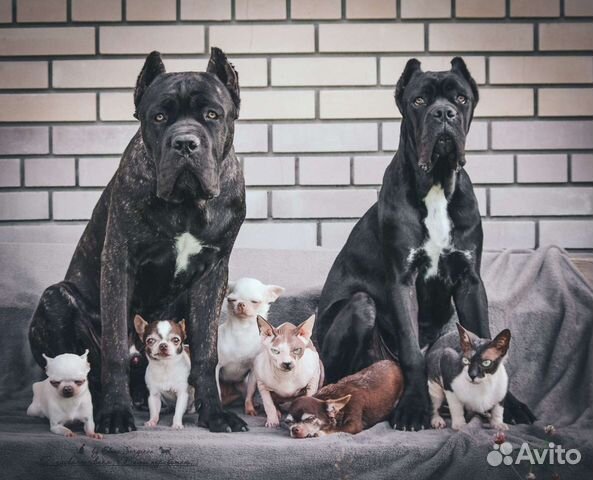 Передержка собак. Дрессировка. Загородный дом