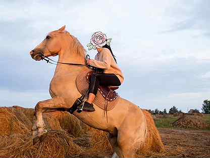 Лошадь Кобыла
