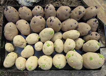 Seed potato. Seed potato. Клубень картофеля. Подготовка картофеля к посадке. Seed potato.