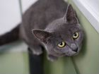 Серо-голубой котенок Фарси в добрые руки объявление продам