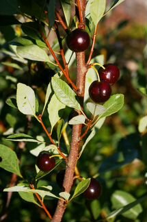 Саженцы деревьев вишни сорта Шоколадница