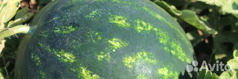 Семена Арбуза 