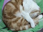 Шотландский вислоухий кот бесплатно объявление продам