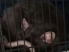 Декоративная крыса с клеткой объявление продам