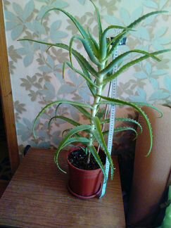 Алое 4,5 года