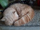 Кремовый плюшевый котик