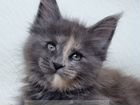 Котята породы Мейн-кун объявление продам