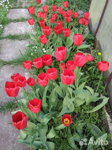 Саженцы и рассада цветов