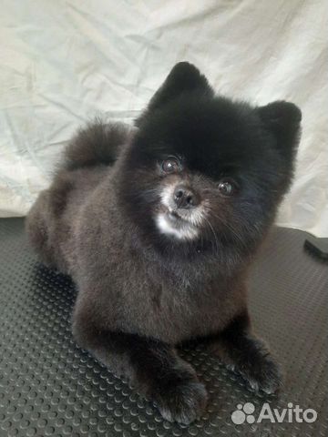 Стрижка собак и кошек