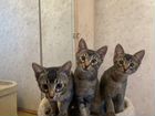 Абиссинские котята-метисы объявление продам