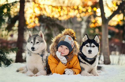 Собаки Хаски для фотосессий