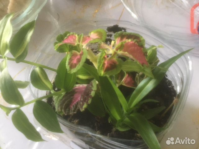 Хлорофитум,герань,традицкннция