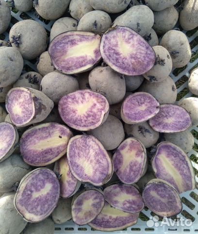 Семена фиолетового картофеля для диабетиков