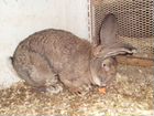 Кролики породы Фландер объявление продам