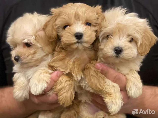 Мальтипу ф1 mini