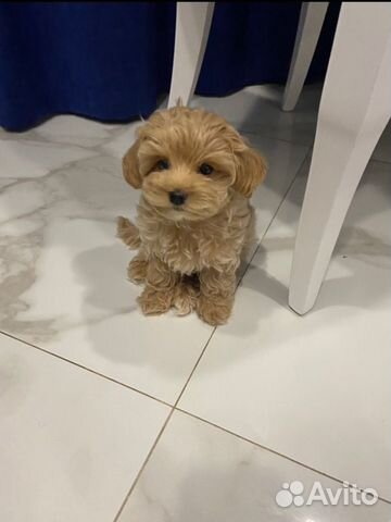 Мальтипу f1 мальчик красавчик