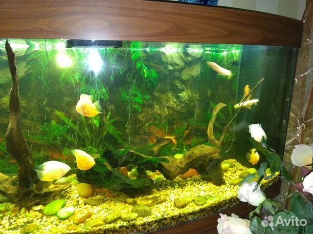 Аквариум Juwel Vision 260 л с тумбой