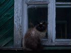 Кошка ищет дом объявление продам