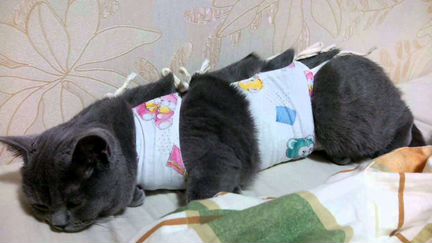 Уход за животными