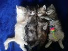 Кошки породистые бесплатно объявление продам