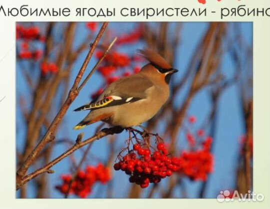 Школьный проект 2-3 4 класс Птицы Урала свиристель