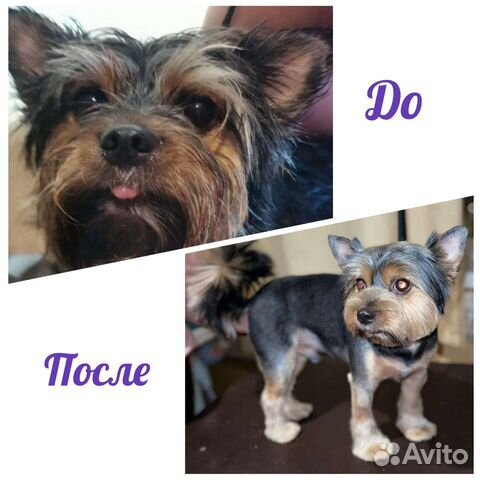 Грумер (Стрижка собак и кошек), Зеленоград