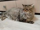 Сибирский кот объявление продам