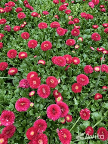 Маргаритки сортовые