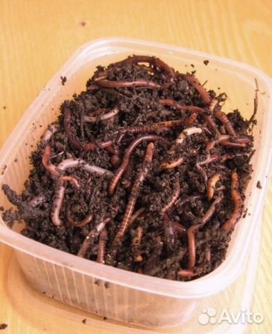 Черви для рыбалки