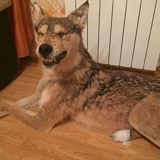 Изготовление чучел животных