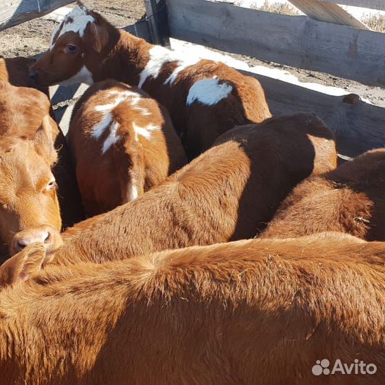 Авито скот северная осетия. Теленок в магазине. ООО бычок 1 Ивановская область.