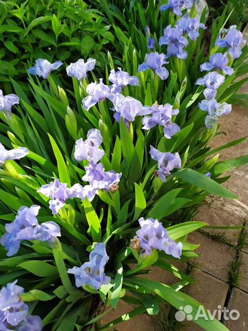 Ирисы