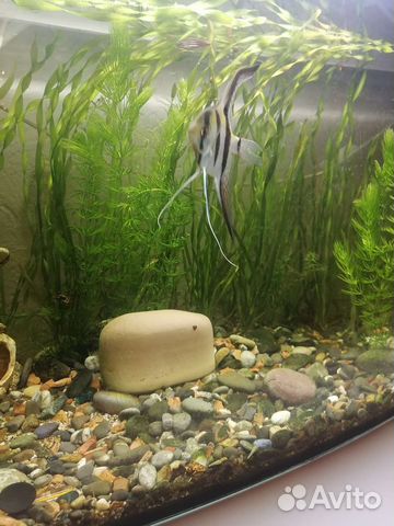 Аквариумные растения прополка