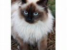 Балинезийская/сиамская длинношерстная-ищем котенка объявление продам