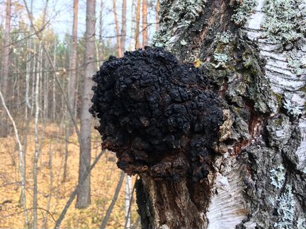 Гриб Чага Берёзовая